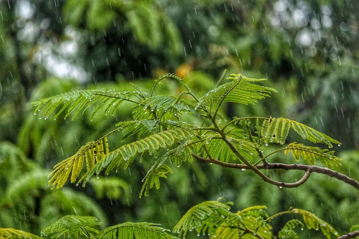 植物拥有神奇的听雨能力